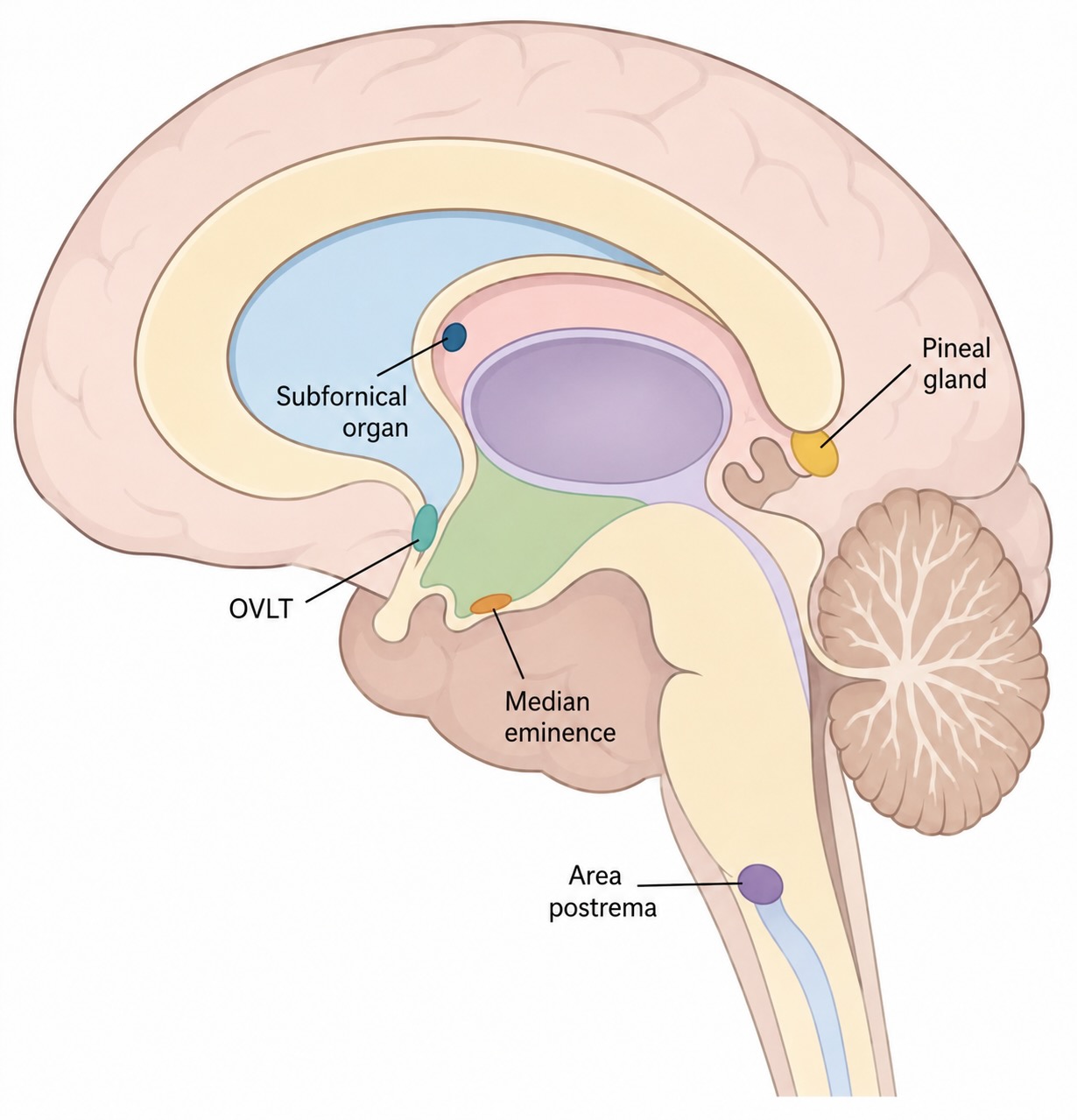 Schematic midsagittal view of the brain showing the locations of the subfornical organ, OVLT, median eminence, pineal gland, and area postrema.