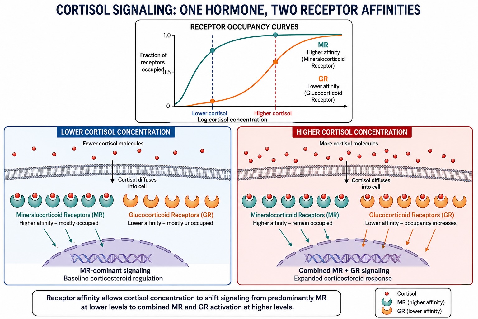 Illustration of receptor affinity.