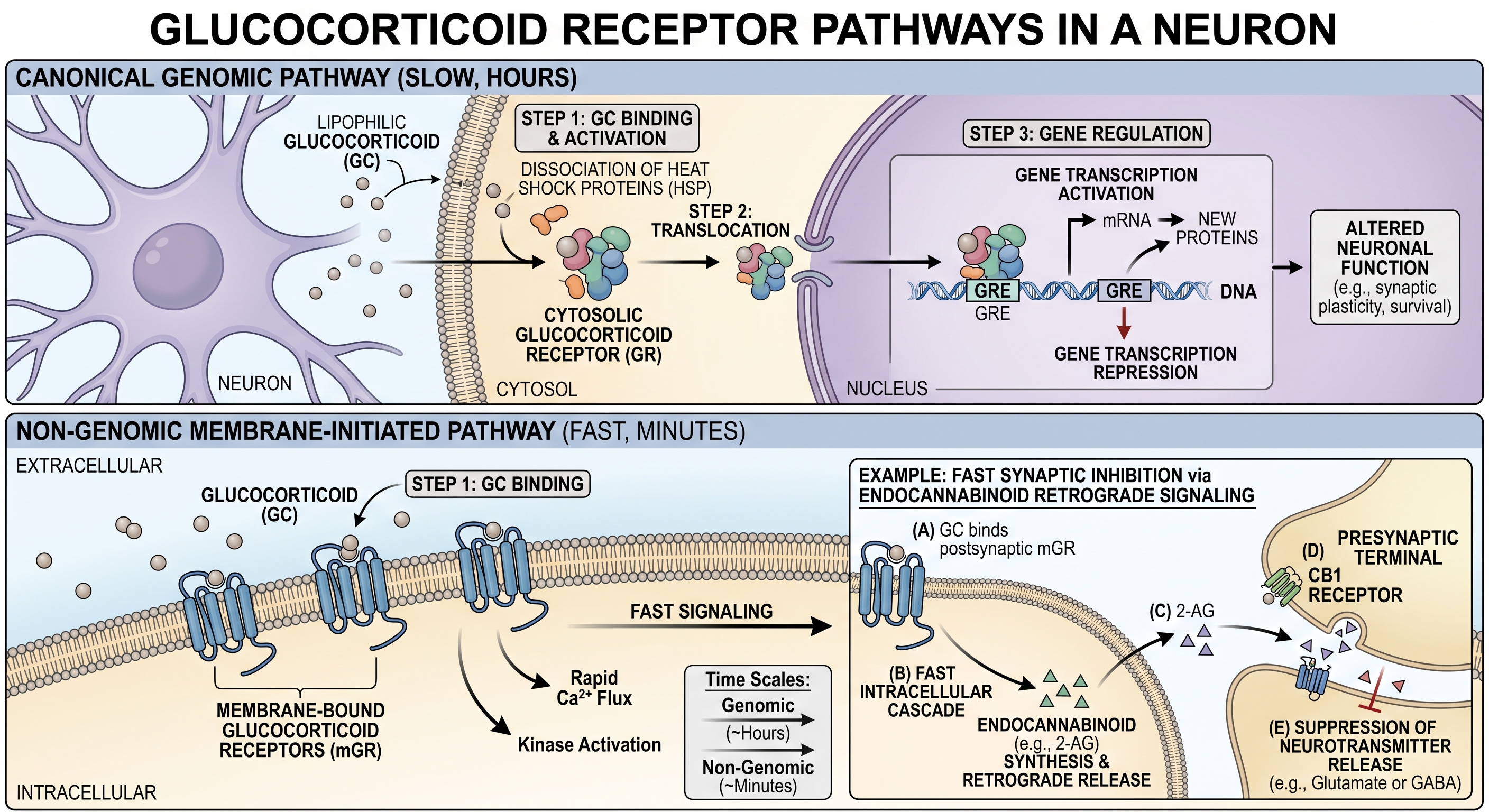 Genomic and membrane-initiated cortisol signaling in a neuron.