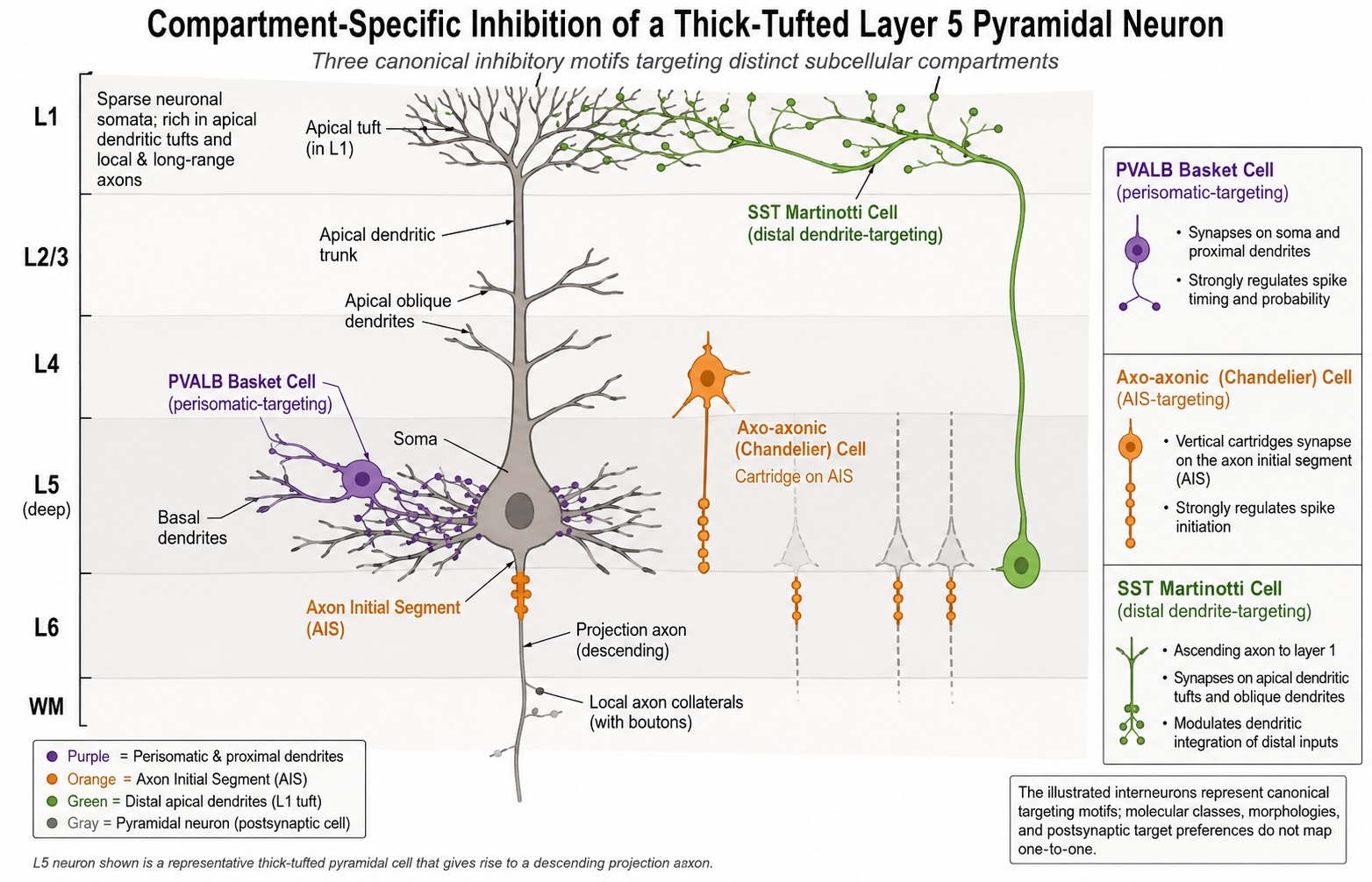 Diagram of a thick-tufted layer 5 pyramidal neuron showing compartment-specific inhibition by PVALB basket cells, axo-axonic chandelier cells, and SST Martinotti cells.